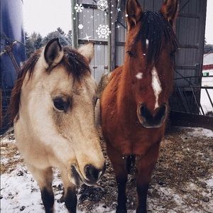 Meet your Posher, Ally